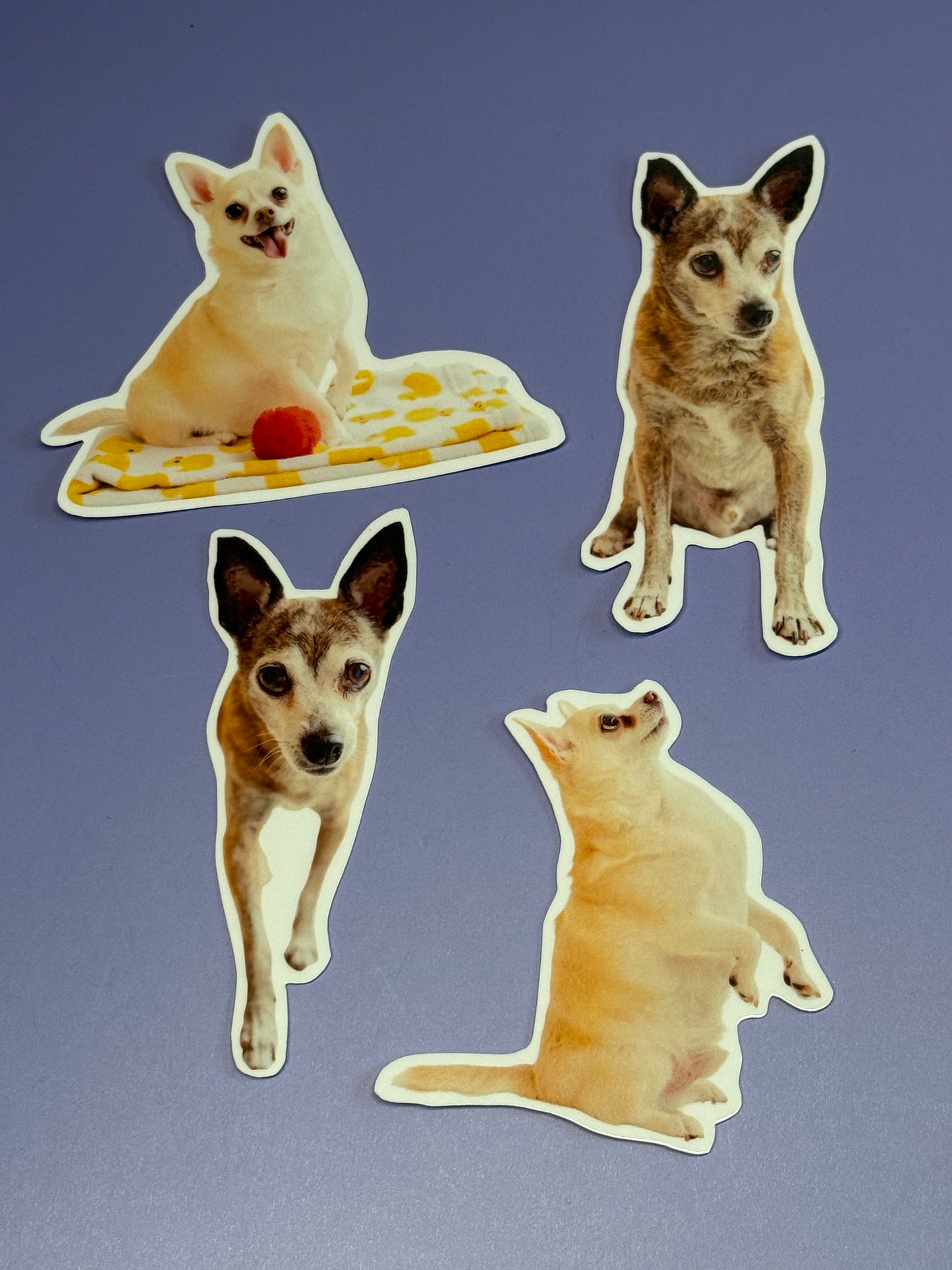 Custom Pet Stickers
